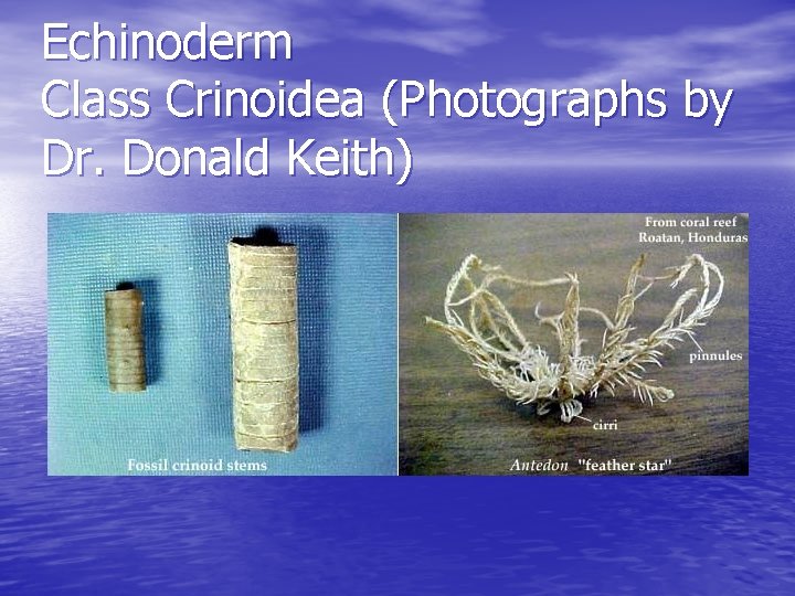 Echinoderm Class Crinoidea (Photographs by Dr. Donald Keith) 