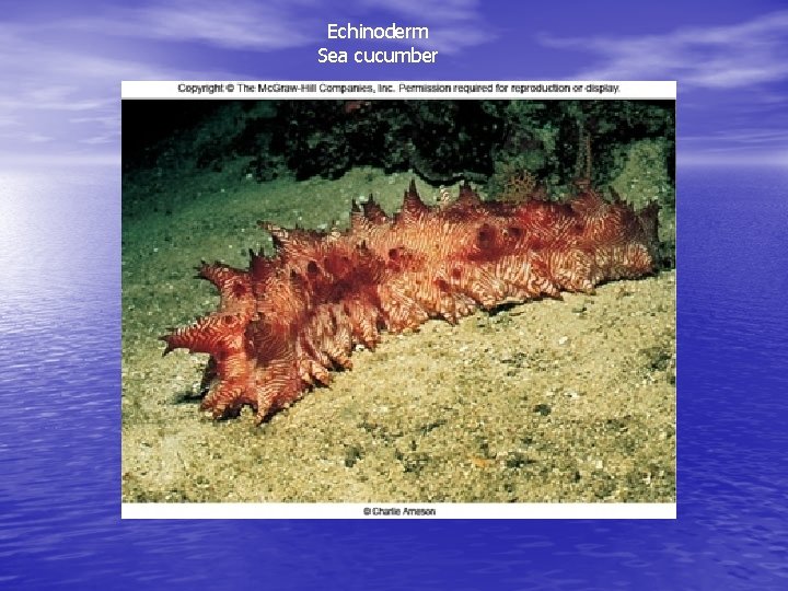 Echinoderm Sea cucumber 