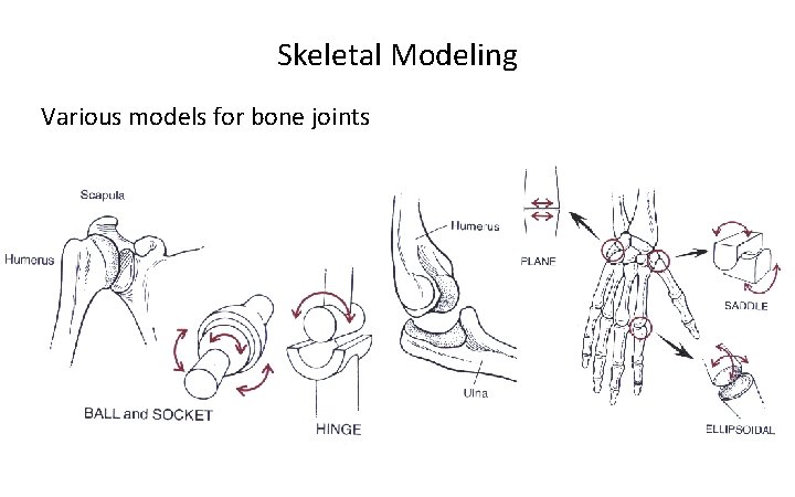 Skeletal Modeling Various models for bone joints 