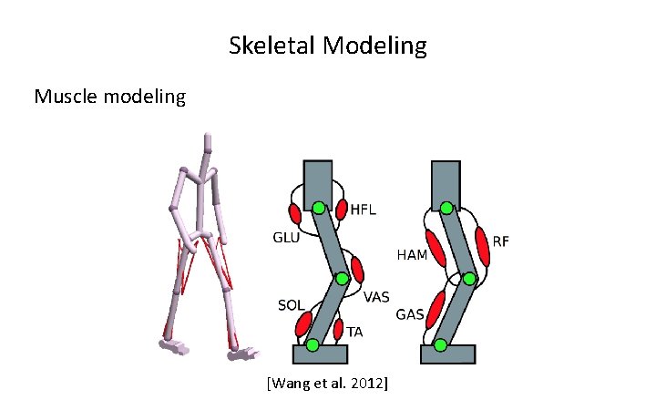 Skeletal Modeling Muscle modeling [Wang et al. 2012] 