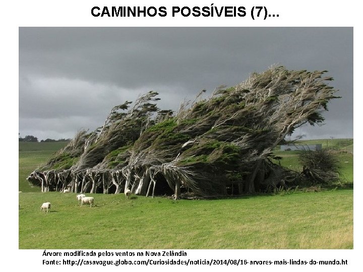 CAMINHOS POSSÍVEIS (7). . . Árvore modificada pelos ventos na Nova Zelândia Fonte: http: