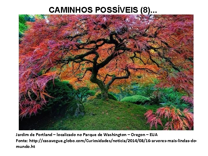 CAMINHOS POSSÍVEIS (8). . . Jardim de Portland – localizado no Parque de Washington