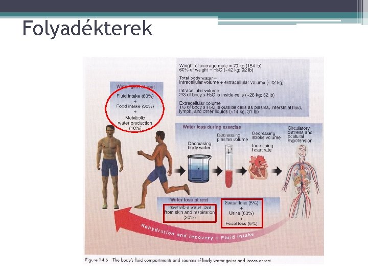 Folyadékterek 