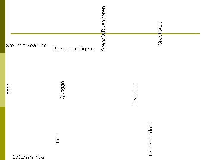 Lytta mirifica Thylacine Quagga Great Auk Stead’s Bush Wren Passenger Pigeon Labrador duck huia