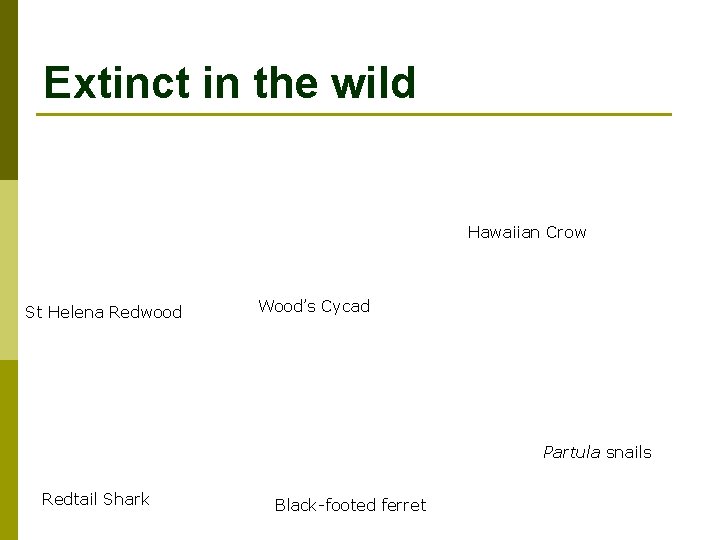 Extinct in the wild Hawaiian Crow St Helena Redwood Wood’s Cycad Partula snails Redtail