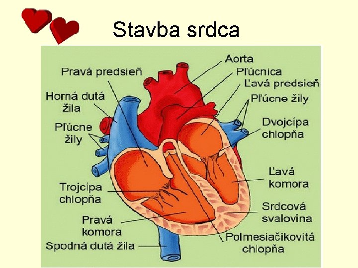Stavba srdca Stavba srdca