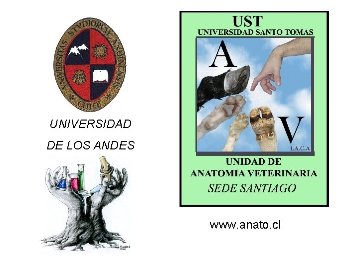 UNIVERSIDAD DE LOS ANDES www. anato. cl 