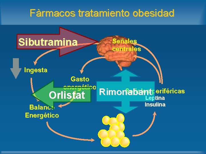 Fàrmacos tratamiento obesidad Sibutramina Señales centrales Ingesta Gasto energético Orlistat Balance Energético Señales periféricas