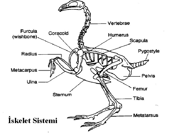 İskelet Sistemi 