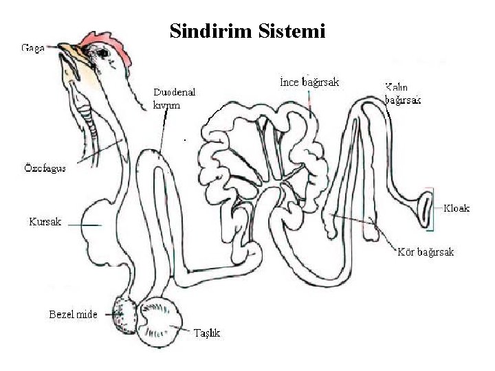 Sindirim Sistemi 