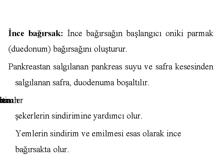 İnce bağırsak: İnce bağırsağın başlangıcı oniki parmak (duedonum) bağırsağını oluşturur. Pankreastan salgılanan pankreas suyu