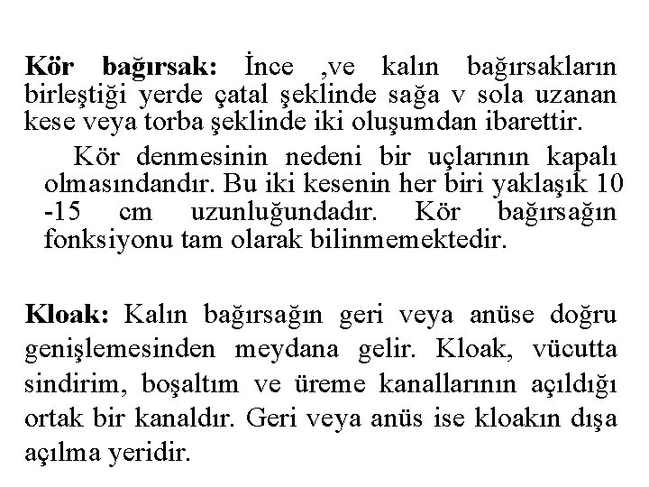 Kör bağırsak: İnce , ve kalın bağırsakların birleştiği yerde çatal şeklinde sağa v sola