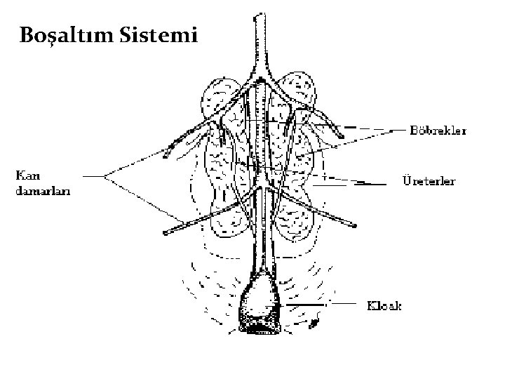 Boşaltım Sistemi 
