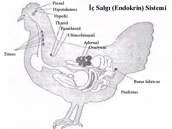 Pineal Hipotalamus İç Salgı (Endokrin) Sistemi Hipofiz Throid Parathroid Ultimobrinşial Adrenal Ovaryum Timus Bursa