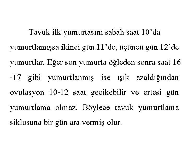 Tavuk ilk yumurtasını sabah saat 10’da yumurtlamışsa ikinci gün 11’de, üçüncü gün 12’de yumurtlar.