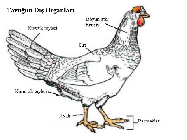 Tavuğun Dış Organları 