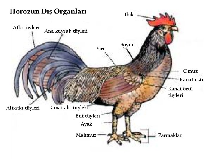 Horozun Dış Organları Atkı tüyleri İbik Ana kuyruk tüyleri Sırt Boyun Omuz Kanat üstü