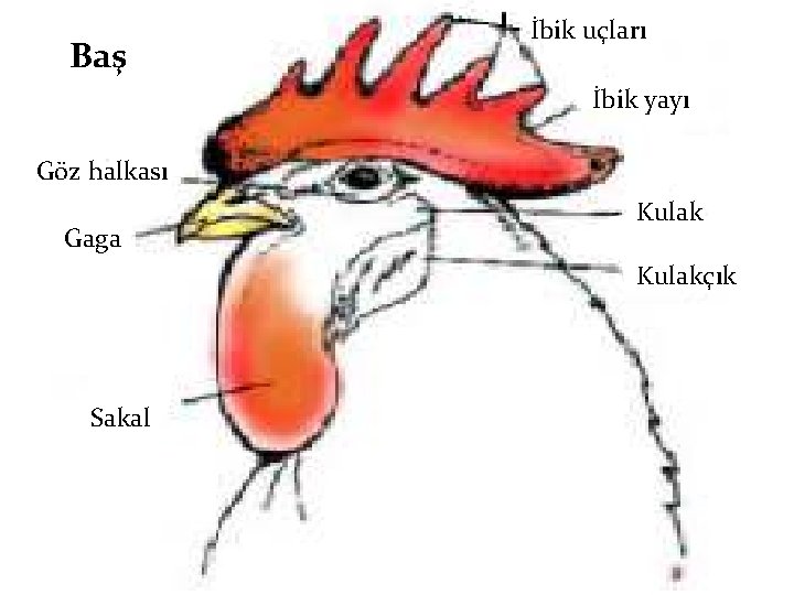 Baş İbik uçları İbik yayı Göz halkası Gaga Kulakçık Sakal 
