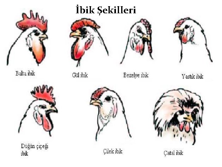 İbik Şekilleri 