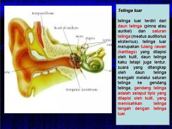 Telinga luar terdiri daun telinga (pinna atau aurikel) dan saluran telinga (meatus auditorius eksternus).