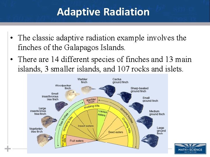 Adaptive Radiation • The classic adaptive radiation example involves the finches of the Galapagos