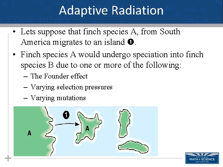 Adaptive Radiation • Lets suppose that finch species A, from South America migrates to