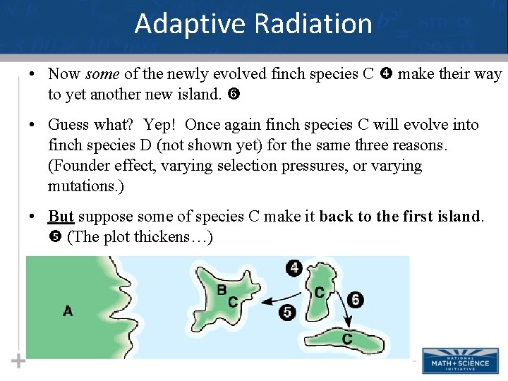 Adaptive Radiation • Now some of the newly evolved finch species C make their