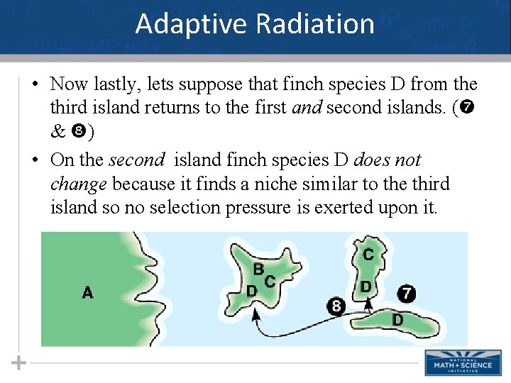 Adaptive Radiation • Now lastly, lets suppose that finch species D from the third