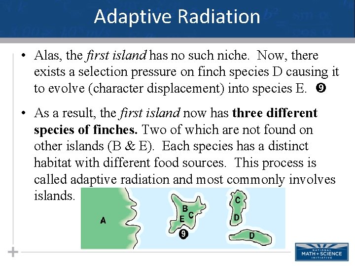 Adaptive Radiation • Alas, the first island has no such niche. Now, there exists