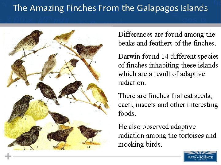 The Amazing Finches From the Galapagos Islands Differences are found among the beaks and