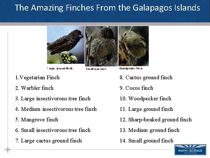 The Amazing Finches From the Galapagos Islands 1. Vegetarian Finch 8. Cactus ground finch