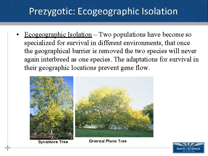 Prezygotic: Ecogeographic Isolation • Ecogeographic Isolation – Two populations have become so specialized for