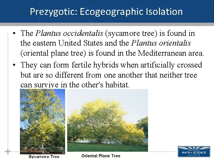 Prezygotic: Ecogeographic Isolation • The Plantus occidentalis (sycamore tree) is found in the eastern