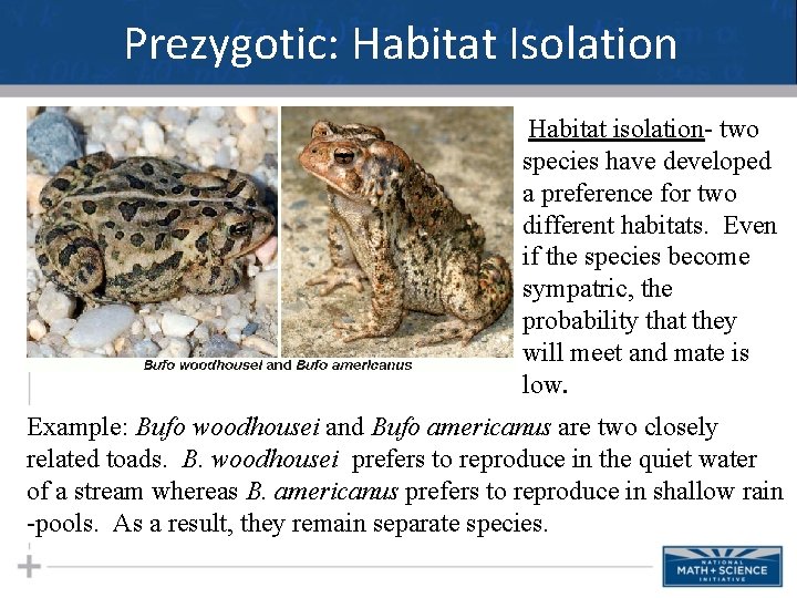 Prezygotic: Habitat Isolation Habitat isolation- two species have developed a preference for two different