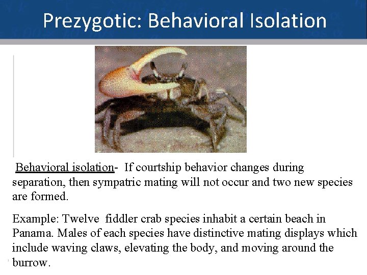Prezygotic: Behavioral Isolation Behavioral isolation- If courtship behavior changes during separation, then sympatric mating