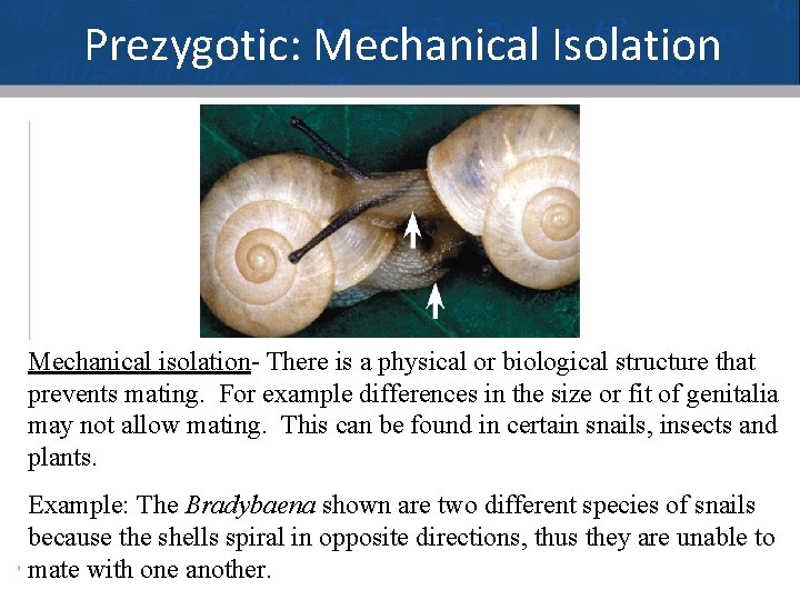 Prezygotic: Mechanical Isolation Mechanical isolation- There is a physical or biological structure that prevents