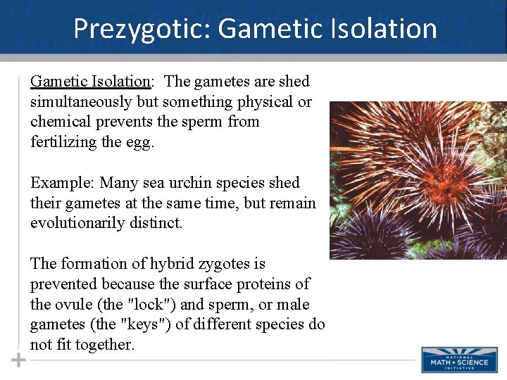 Prezygotic: Gametic Isolation: The gametes are shed simultaneously but something physical or chemical prevents