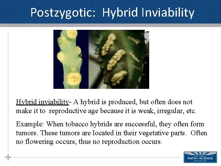 Postzygotic: Hybrid Inviability Hybrid inviability- A hybrid is produced, but often does not make