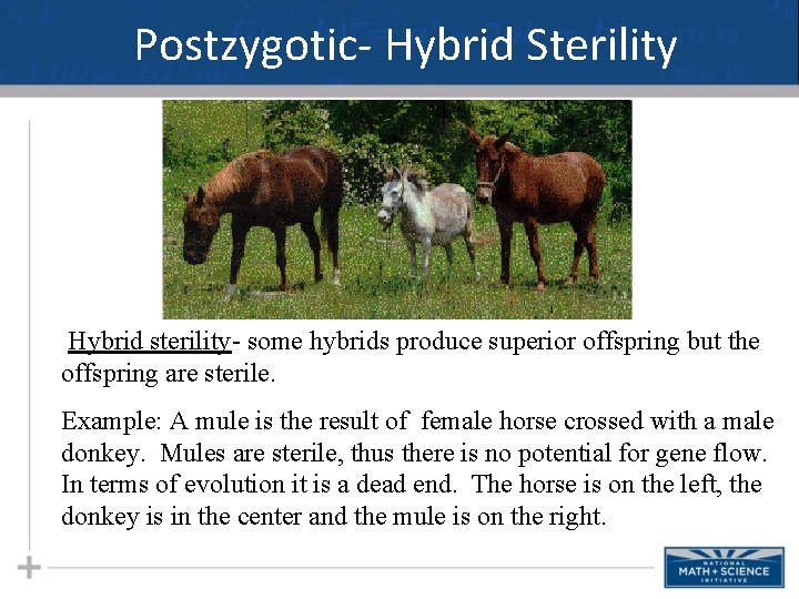Postzygotic- Hybrid Sterility Hybrid sterility- some hybrids produce superior offspring but the offspring are