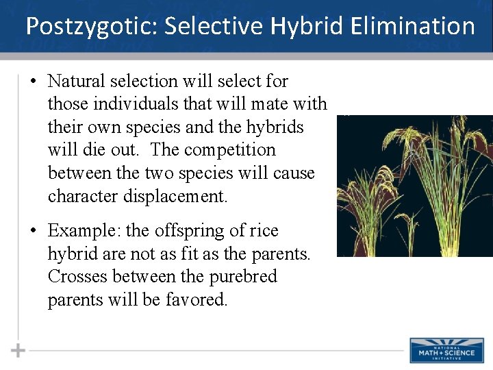 Postzygotic: Selective Hybrid Elimination • Natural selection will select for those individuals that will