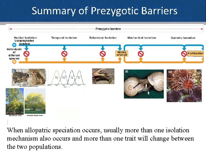 Summary of Prezygotic Barriers When allopatric speciation occurs, usually more than one isolation mechanism