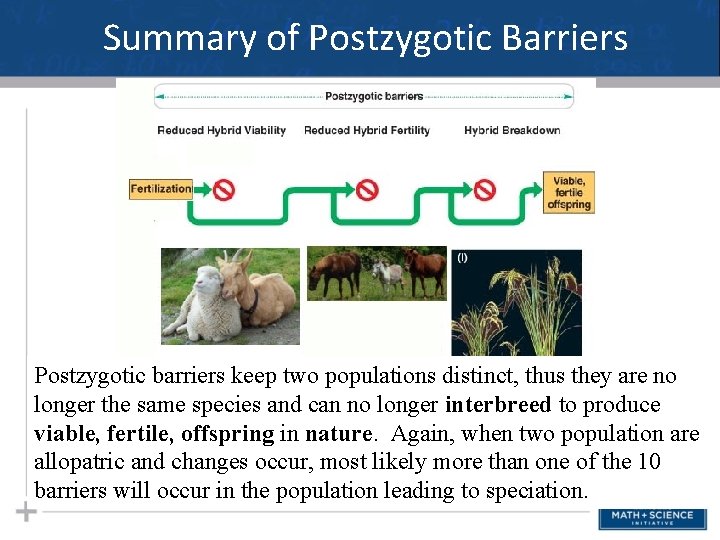 Summary of Postzygotic Barriers Postzygotic barriers keep two populations distinct, thus they are no