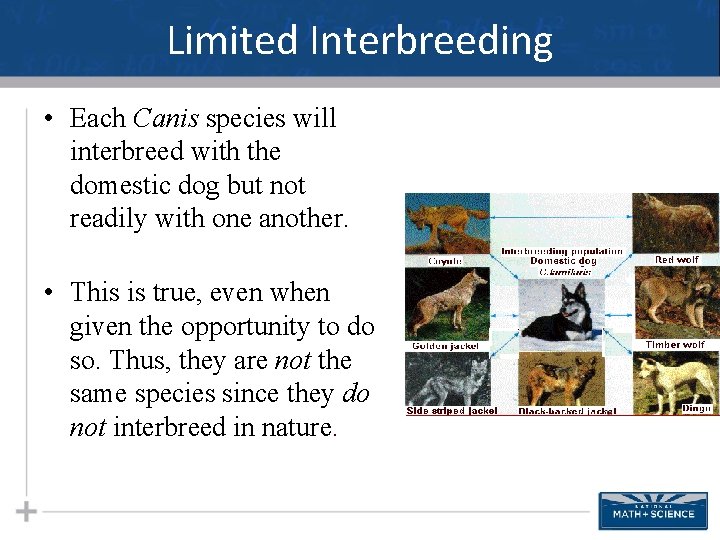 Limited Interbreeding • Each Canis species will interbreed with the domestic dog but not