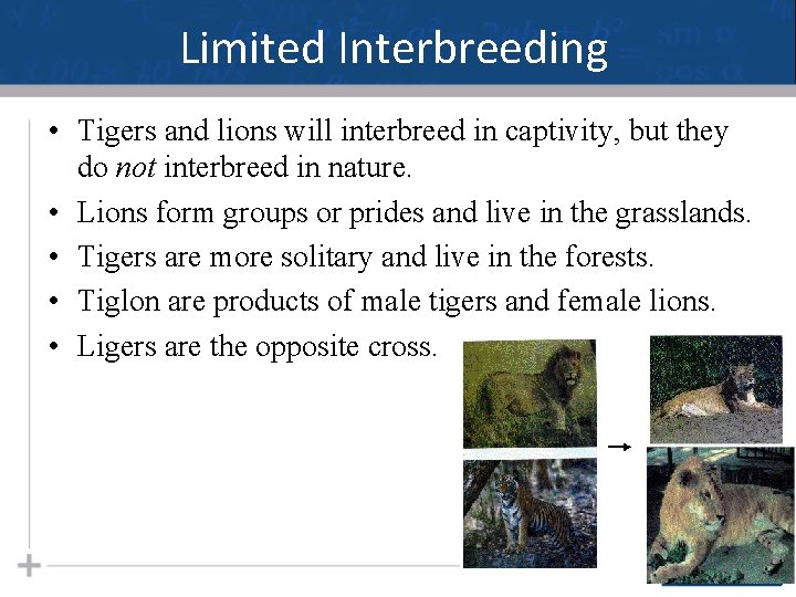 Limited Interbreeding • Tigers and lions will interbreed in captivity, but they do not