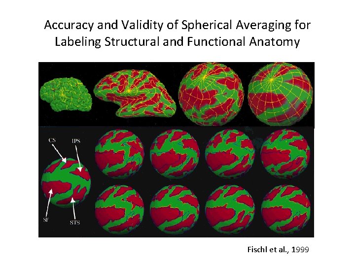 Accuracy and Validity of Spherical Averaging for Labeling Structural and Functional Anatomy Fischl et