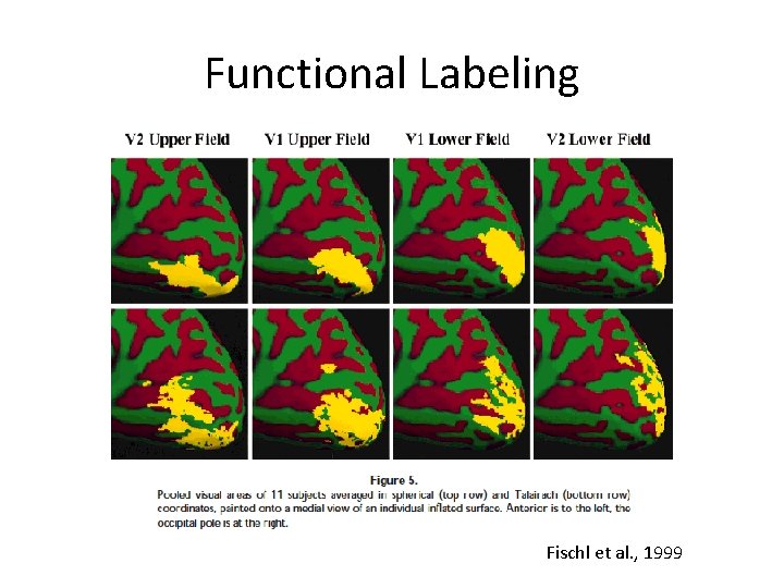 Functional Labeling Fischl et al. , 1999 