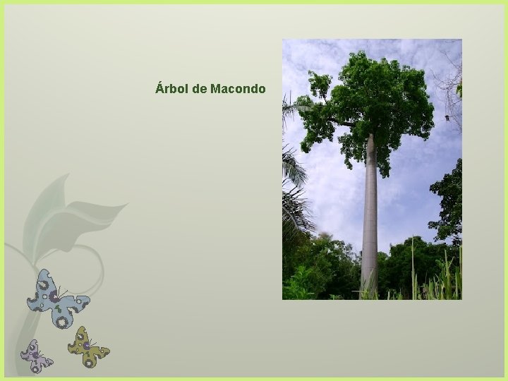 Árbol de Macondo 