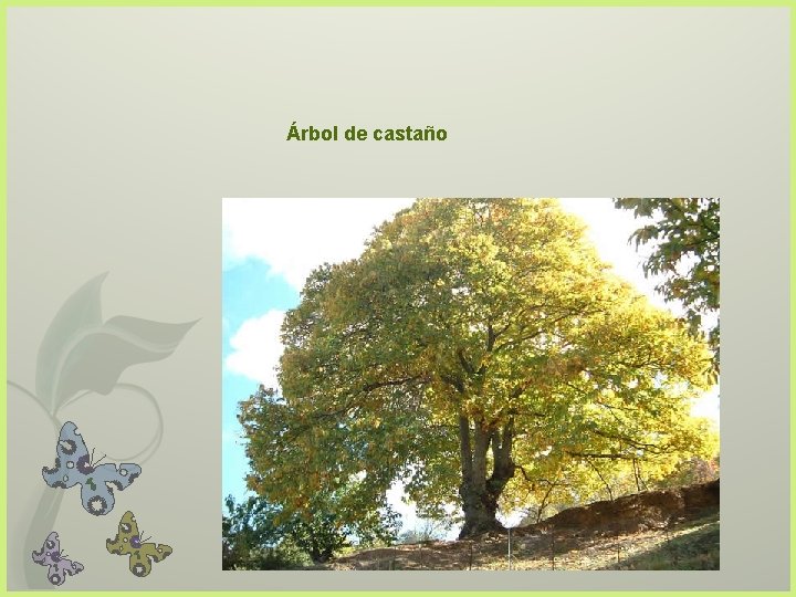 Árbol de castaño 