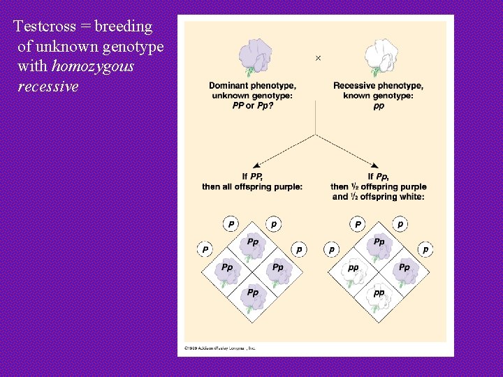 Testcross = breeding of unknown genotype with homozygous recessive 