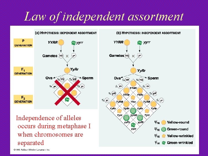 Law of independent assortment Independence of alleles occurs during metaphase I when chromosomes are